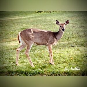 Wild Deer Photography Print - Brown and White Doe 8x10